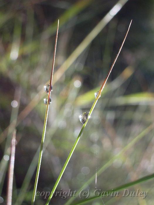 Dew on grass, near Point Lookout IMGP1422.JPG